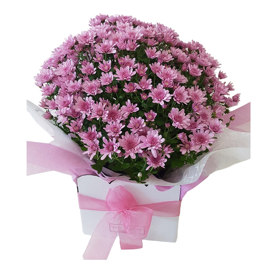 pink Chrysanthemums Pot Plant