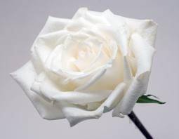 White rose perfect complement to pearls as the birth flower for June